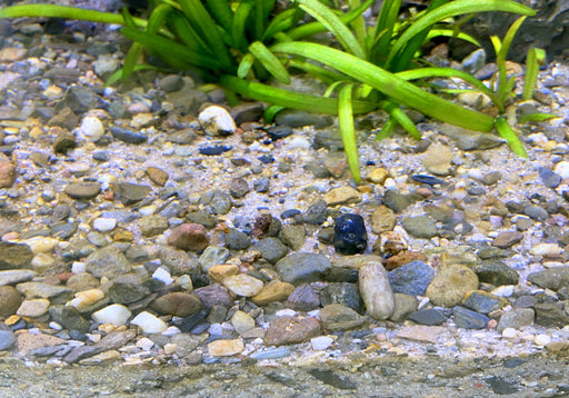 Naturkiesmischung Malawi (1-6 mm)