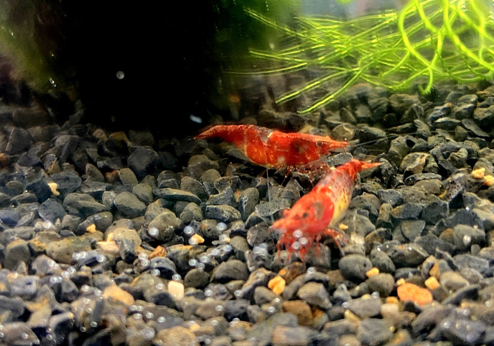 Red Rili Zwerggarnele - Neocaridina davidi "red rili"