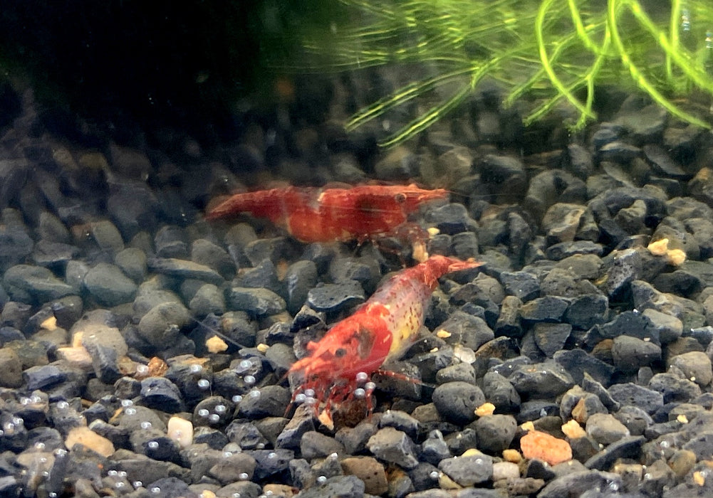 Red Rili Zwerggarnele - Neocaridina davidi "red rili"