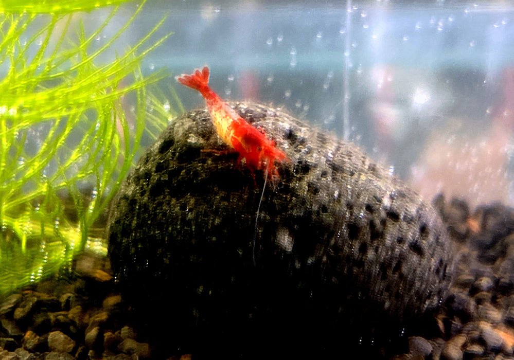 Red Rili Zwerggarnele - Neocaridina davidi "red rili"