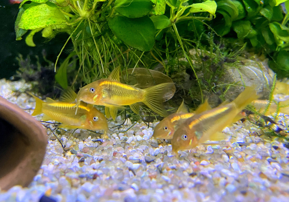 Neon-Goldstreifenpanzerwels (CW10) - Osteogaster aenea