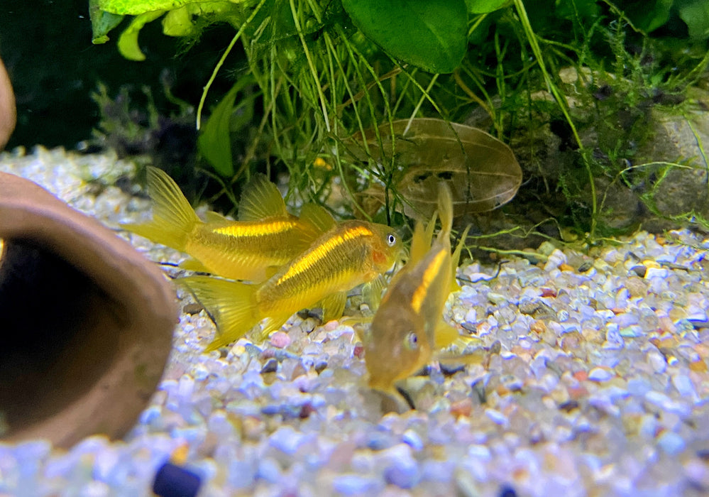 Neon-Goldstreifenpanzerwels (CW10) - Osteogaster aenea