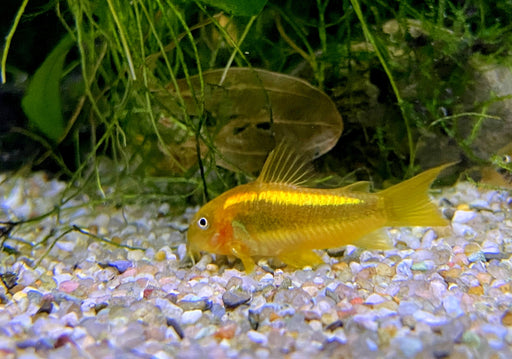 Neon-Goldstreifenpanzerwels (CW10) - Osteogaster aenea