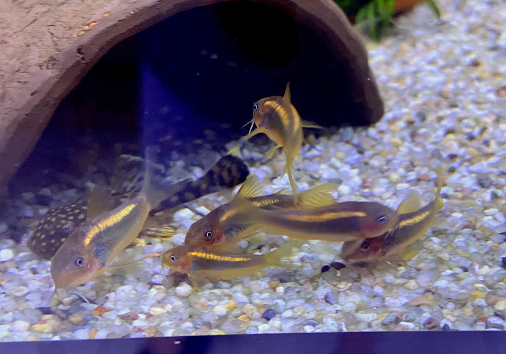 Neon Goldstripe Panzerwels (CW10) - Corydoras aeneus