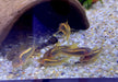 Neon Goldstripe Panzerwels (CW10) - Corydoras aeneus