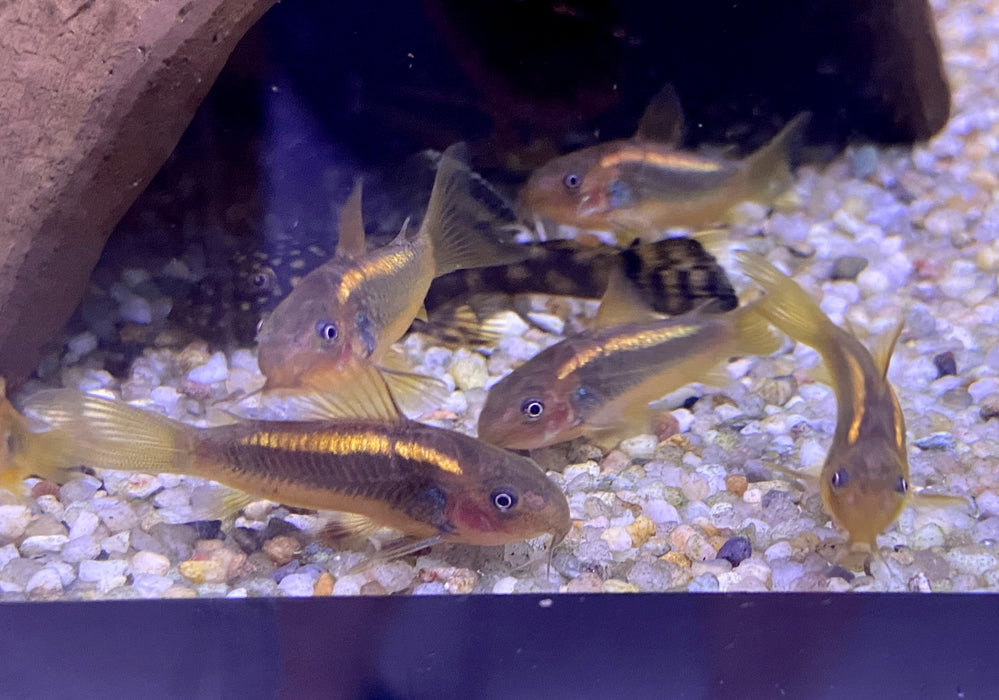 Neon Goldstripe Panzerwels (CW10) - Corydoras aeneus
