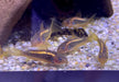 Neon Goldstripe Panzerwels (CW10) - Corydoras aeneus