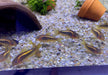 Neon Goldstripe Panzerwels (CW10) - Corydoras aeneus