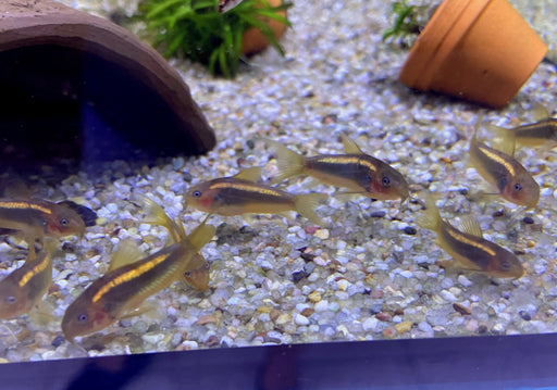 Neon Goldstripe Panzerwels (CW10) - Corydoras aeneus