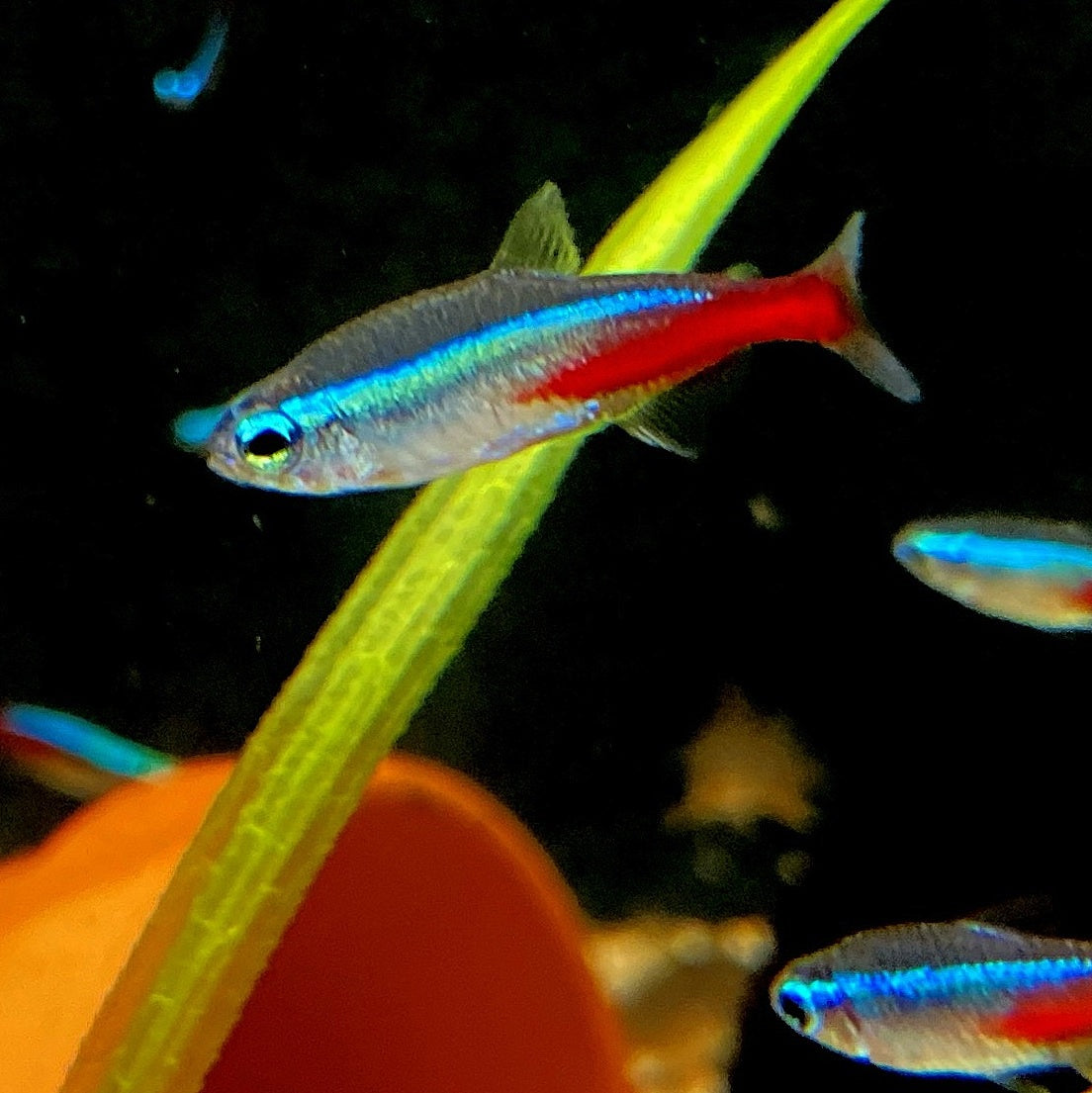 Neon Salmler bringen Farbe in Ihr Aquarium