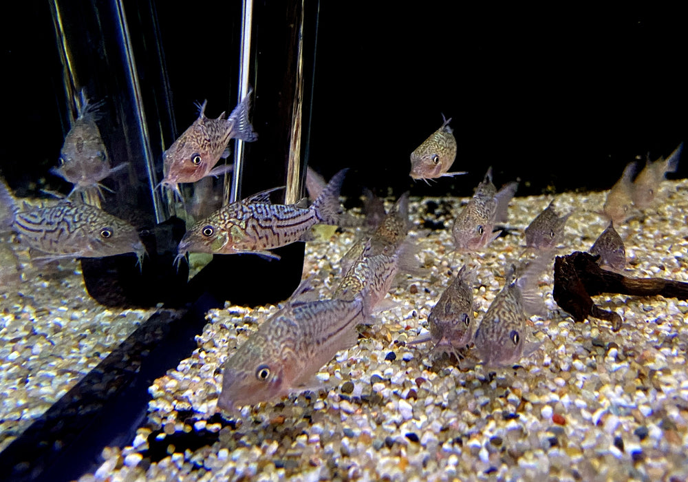 Netzpanzerwels - Brochis (Corydoras) reticulatus