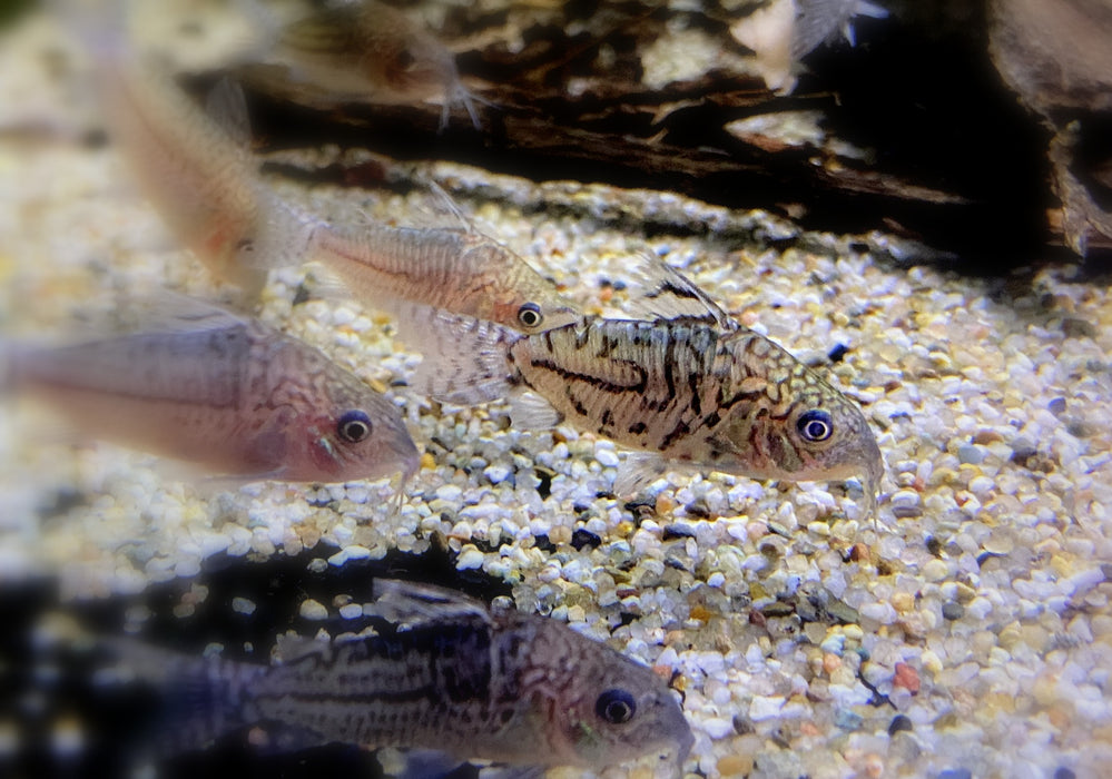 Netzpanzerwels - Brochis (Corydoras) reticulatus