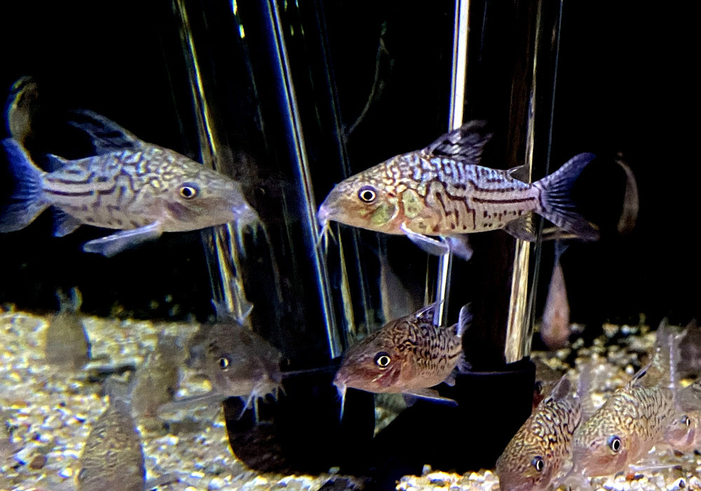 Netzpanzerwels - Brochis (Corydoras) reticulatus