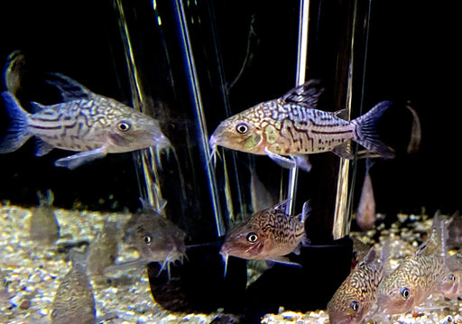 Netzpanzerwels - Brochis (Corydoras) reticulatus