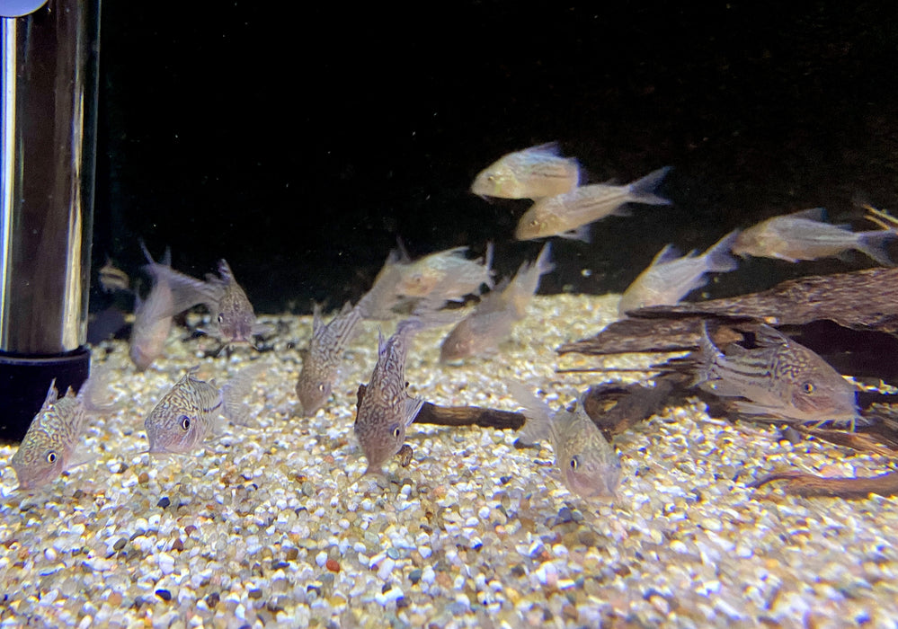 Netzpanzerwels - Brochis (Corydoras) reticulatus