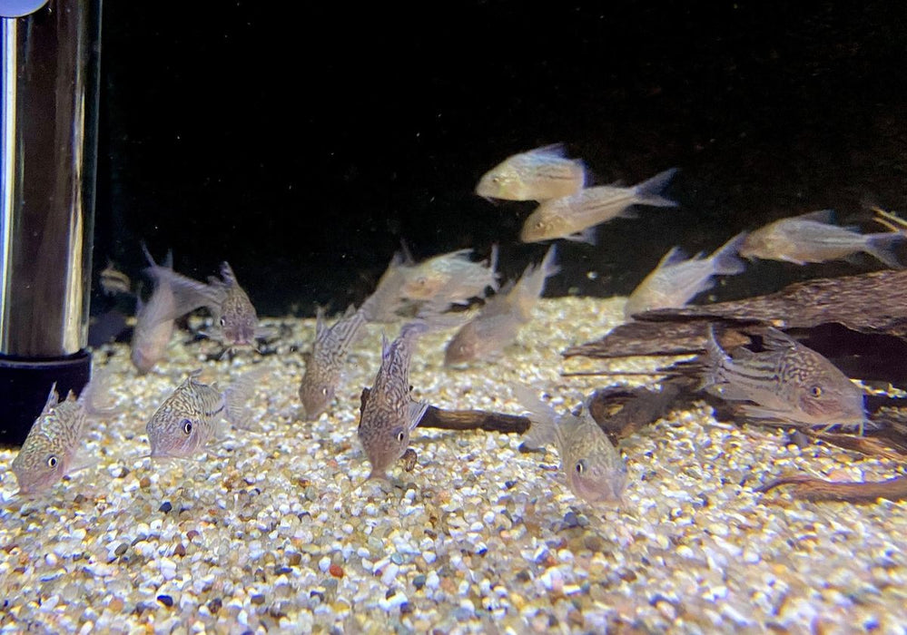 Netzpanzerwels - Brochis (Corydoras) reticulatus