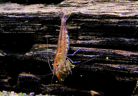 Orange Amanogarnele - Caridina japonica 