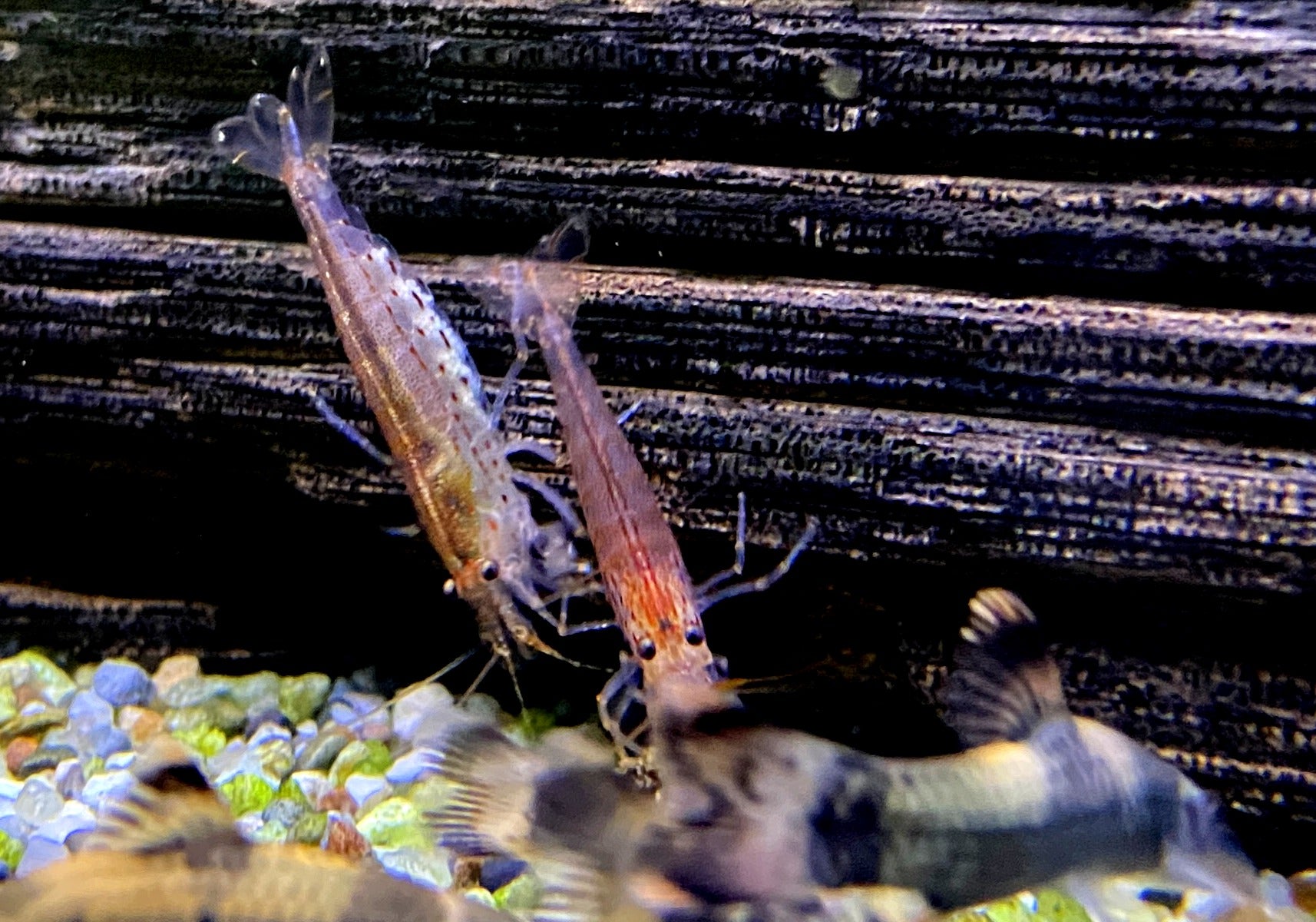 Orange Amanogarnele - Caridina japonica Orange