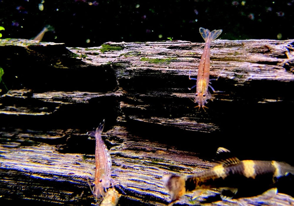 Orange Amanogarnele - Caridina japonica Orange