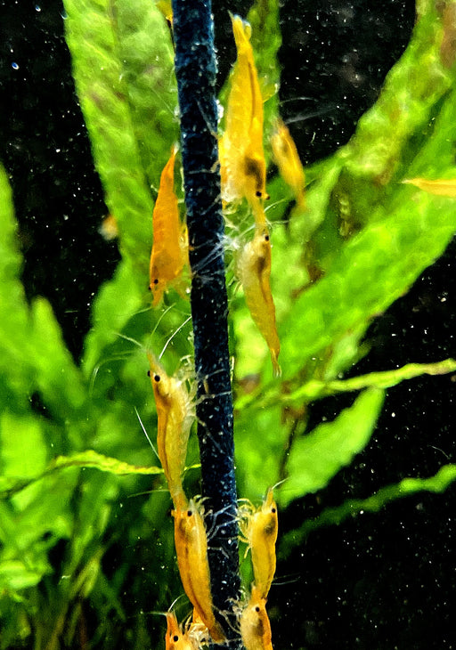Orange Mandaringarnele - Caridina thambipillai