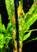 Orange Mandaringarnele - Caridina thambipillai