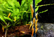 Orange Mandaringarnele - Caridina thambipillai