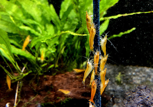 Orange Mandaringarnele - Caridina thambipillai