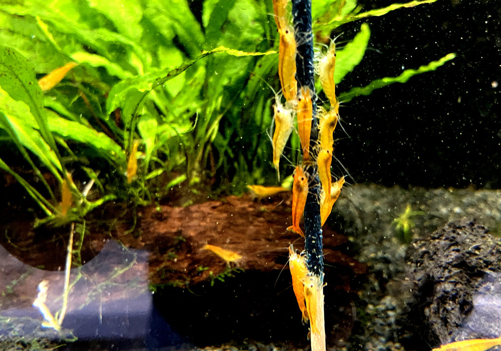 Orange Mandaringarnele - Caridina thambipillai
