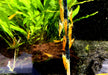 Orange Mandaringarnele - Caridina thambipillai