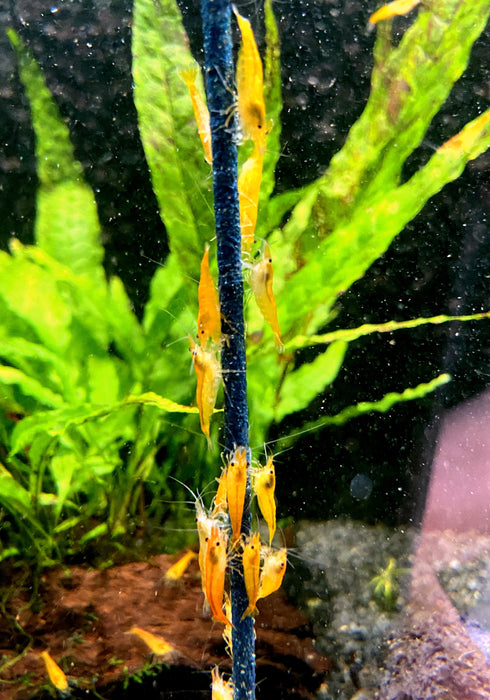 Orange Mandaringarnele - Caridina thambipillai
