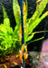 Orange Mandaringarnele - Caridina thambipillai