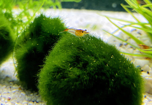 Orange Rili Zwerggarnele - Neocaridina davidi 'orange rili'