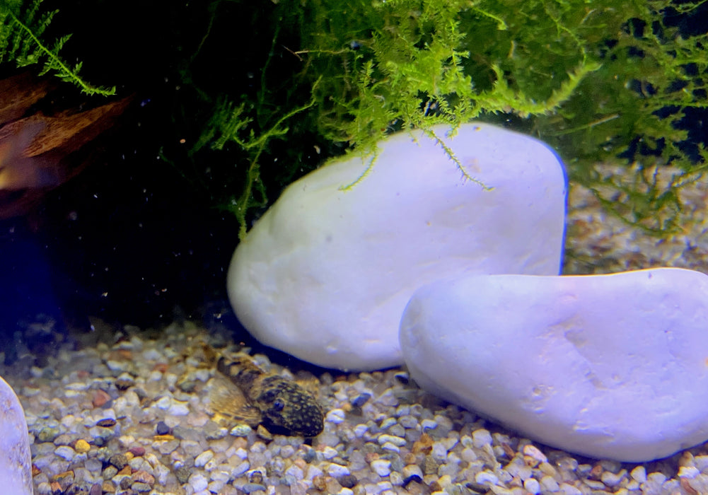 Orbit Aquariumdeko White Rocks, 0,7 kg