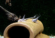 Panama Störwels - Sturisoma panamense