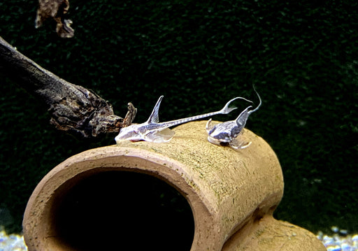 Panama Störwels - Sturisoma panamense