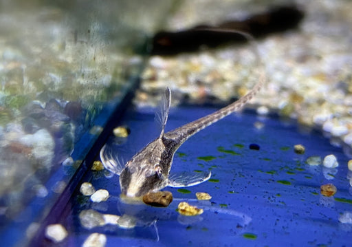 Panama Störwels - Sturisoma panamense