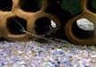 Panama Störwels - Sturisoma panamense
