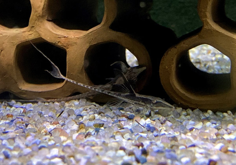 Panama Störwels - Sturisoma panamense