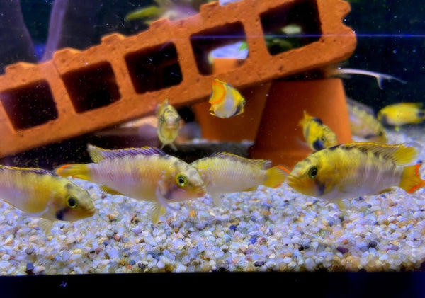 XL - Panda-Zwergbuntbarsch - Apistogramma nijsseni aqua-teck