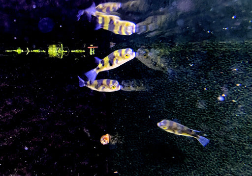 Papagei-Süßwasserkugelfisch - Colomesus asellus