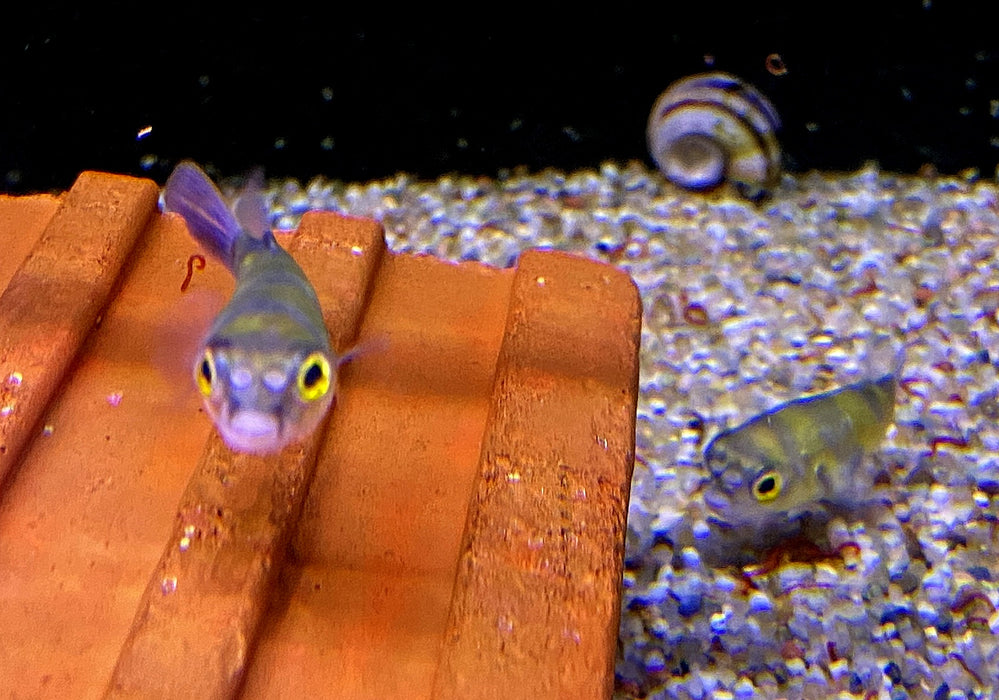 Papagei-Süßwasserkugelfisch - Colomesus asellus