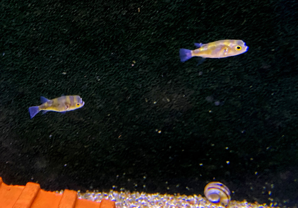 Papagei-Süßwasserkugelfisch - Colomesus asellus