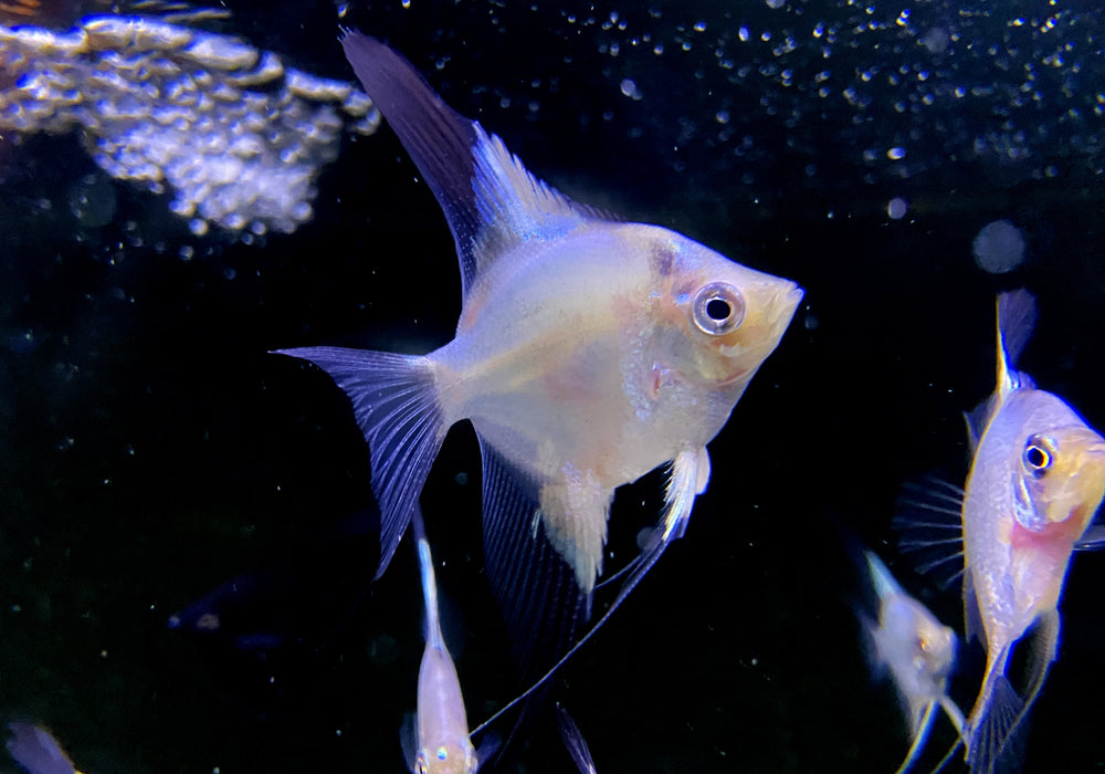 Paraiba Skalar 'Ghost' - Pterophyllum scalare