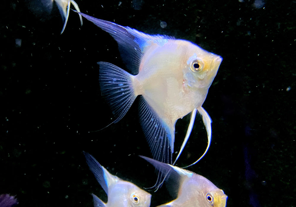 Paraiba Skalar 'Ghost' - Pterophyllum scalare