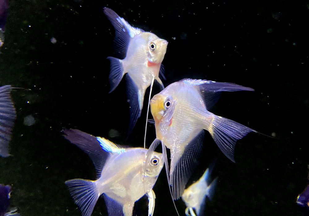 Paraiba Skalar 'Ghost' - Pterophyllum scalare