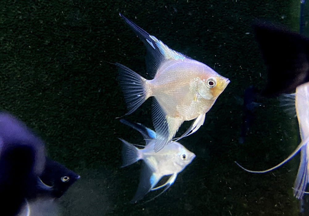Paraiba Skalar 'Ghost' - Pterophyllum scalare
