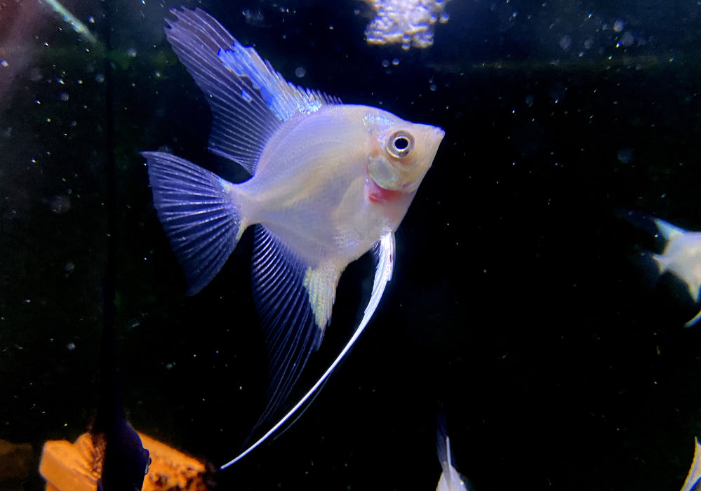 Paraiba Skalar 'Ghost' - Pterophyllum scalare