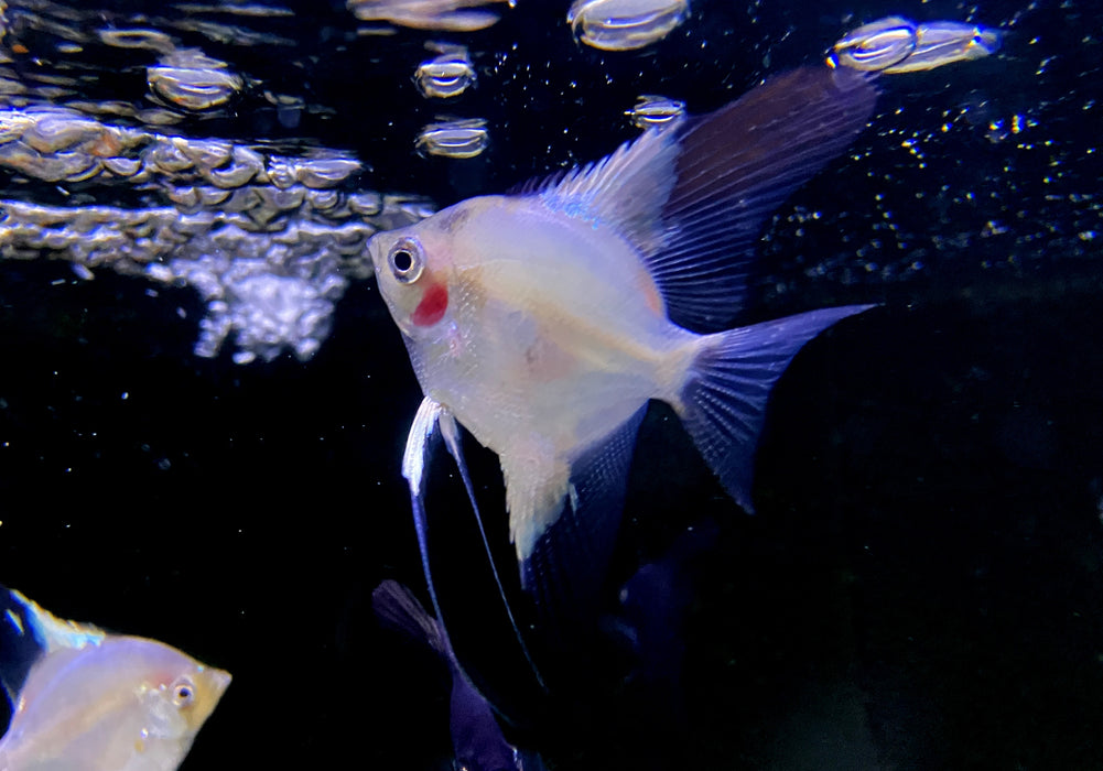 Paraiba Skalar 'Ghost' - Pterophyllum scalare