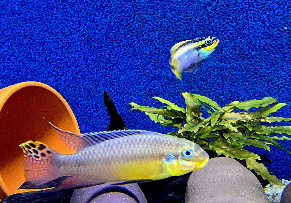 Smaragdprachtbarsch "Kienke" (XL) - Pelvicachromis taeniatus