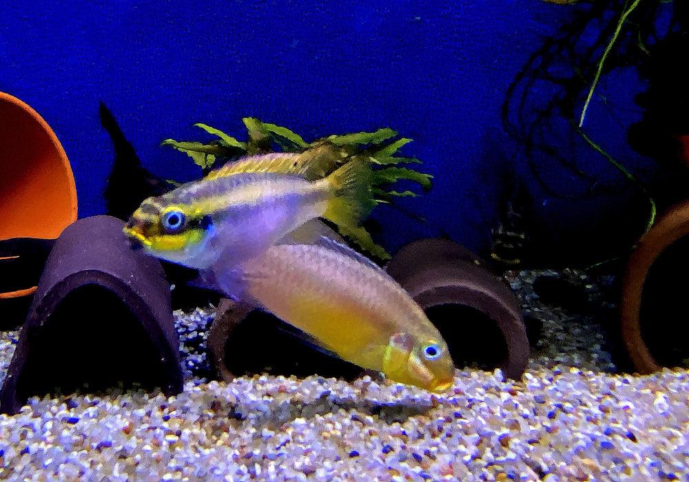 Smaragdprachtbarsch "Kienke" (XL) - Pelvicachromis taeniatus